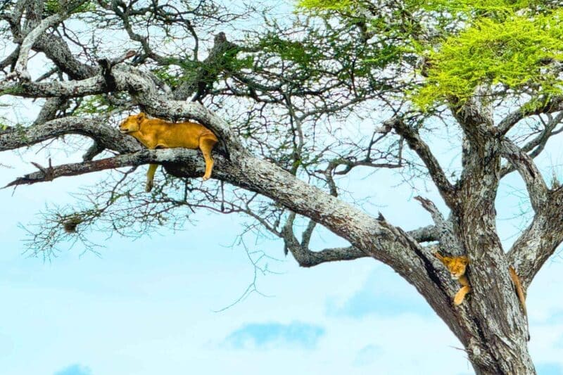 Big Five safari i Tanzania