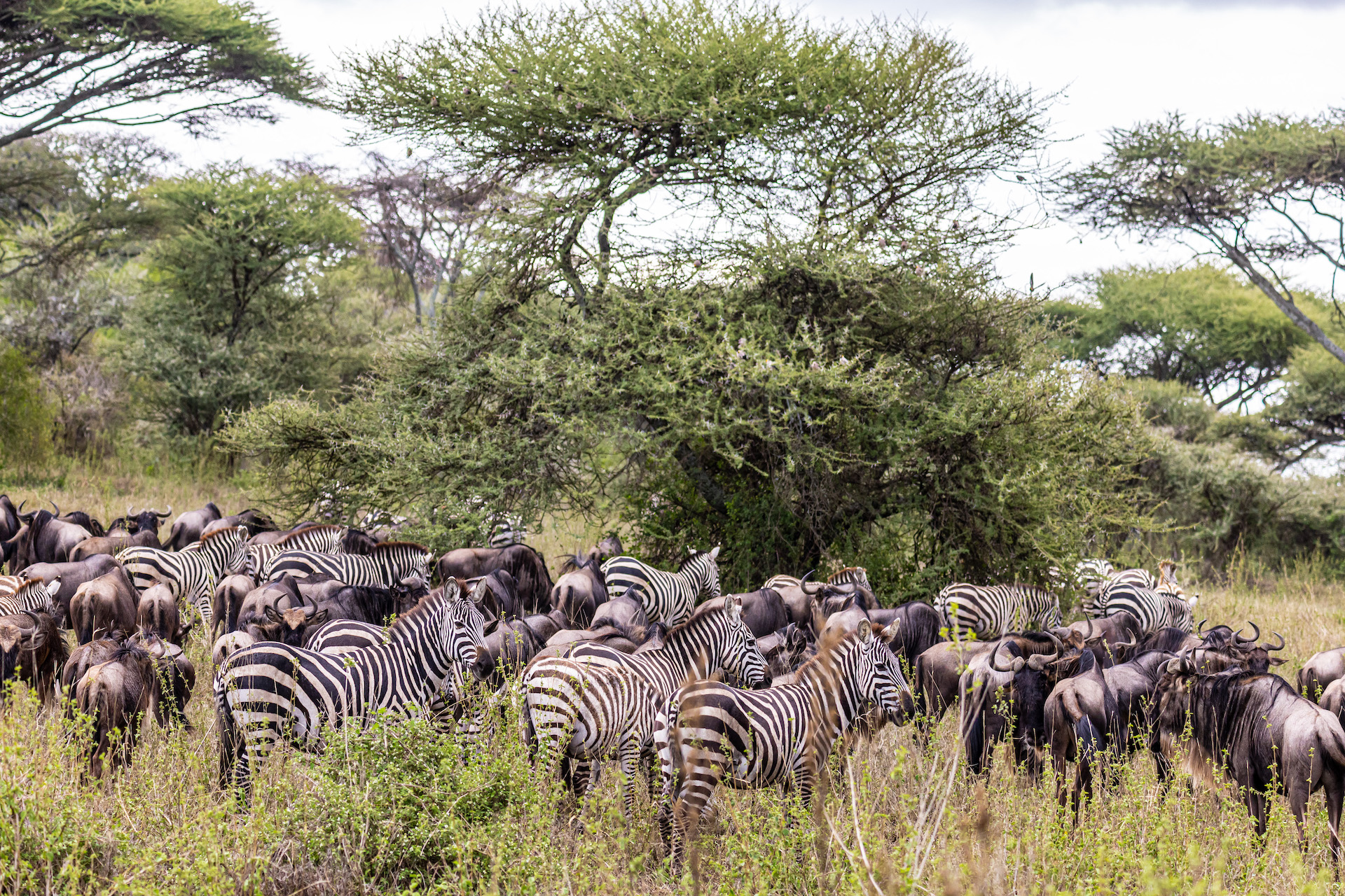 Wildlife in herds with World Adventure Tours